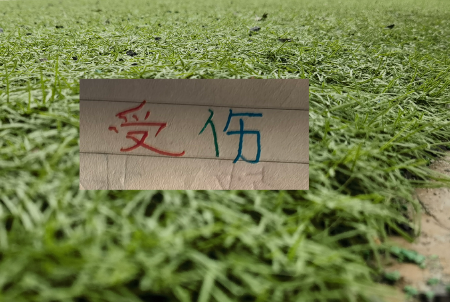开云-也是扯平!重庆让了李镇全+阿马杜 申花伤特谢拉 盖伊
